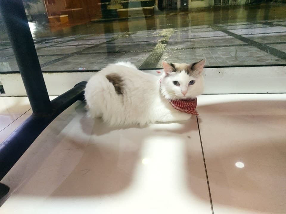 Sharpey Clínica Veterinaria — foto