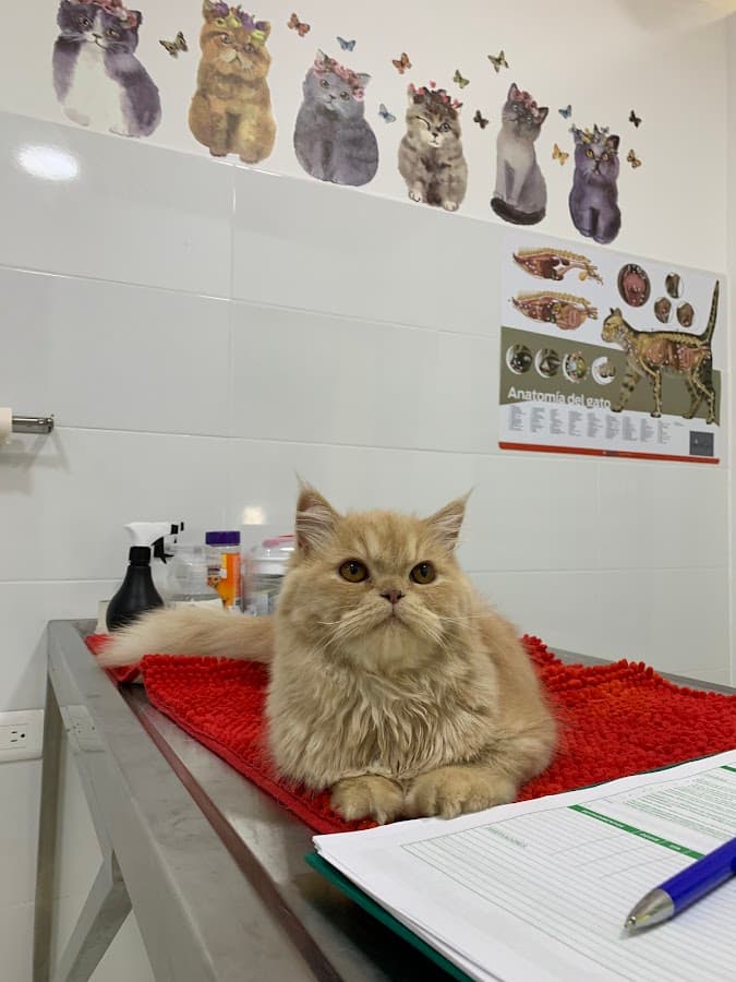Fauna Centro Veterinario
