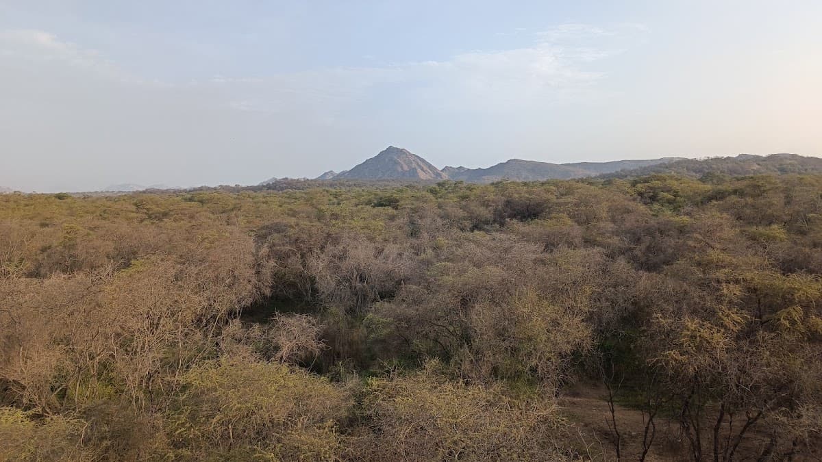 Santuario Histórico Bosque de Pómac
