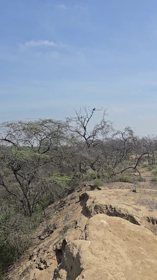 Santuario Histórico Bosque de Pómac — foto