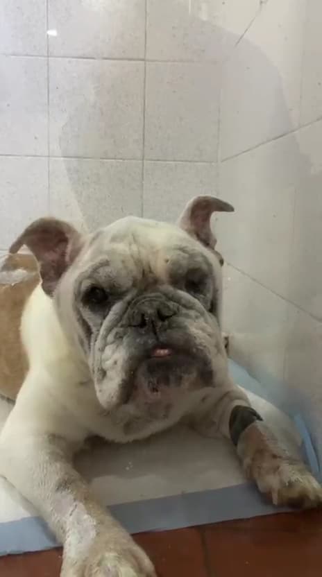 Hospital Animal Del Valle — foto