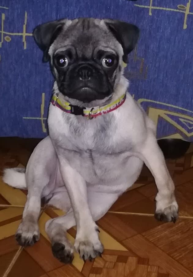 Veterinaria Supermascotas