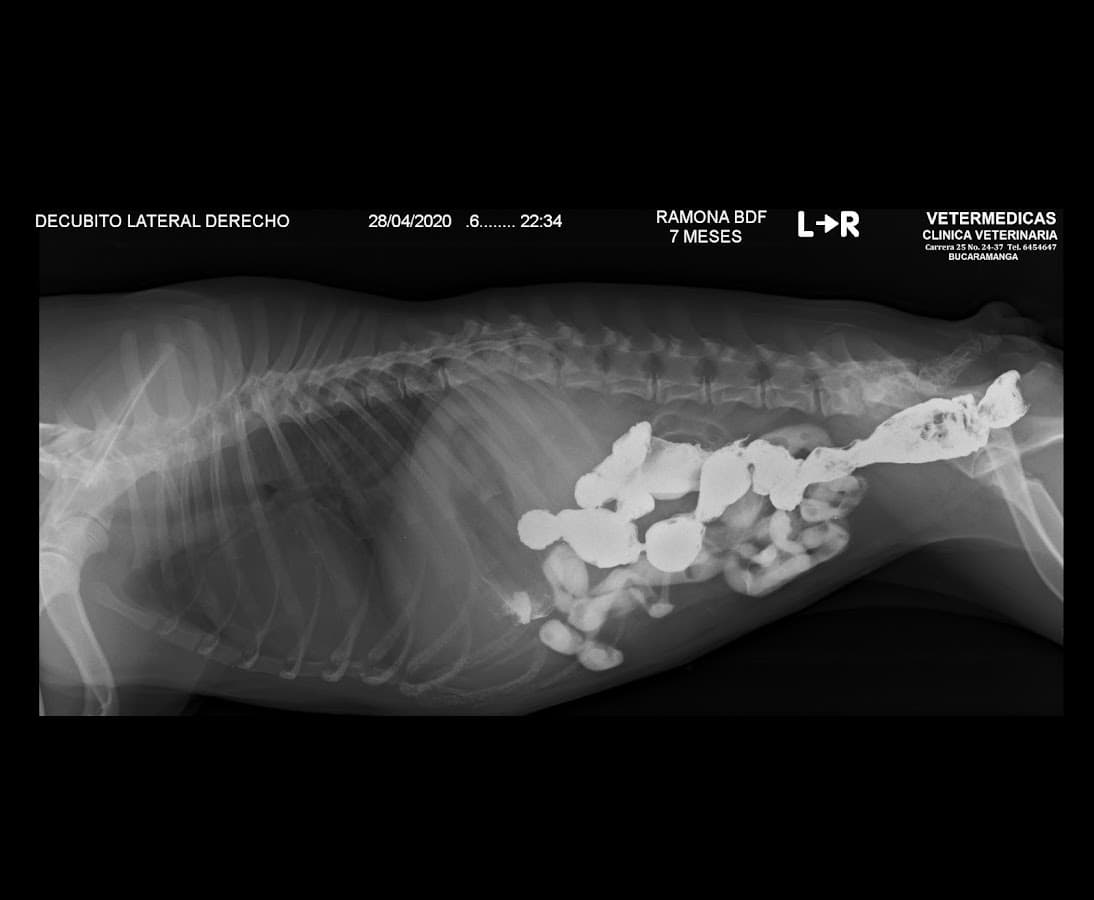 Vetermedicas Clínica Veterinaria — foto