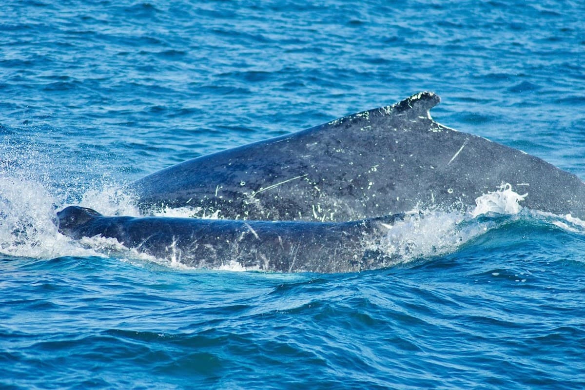 Oceanica Expeditions Peru
