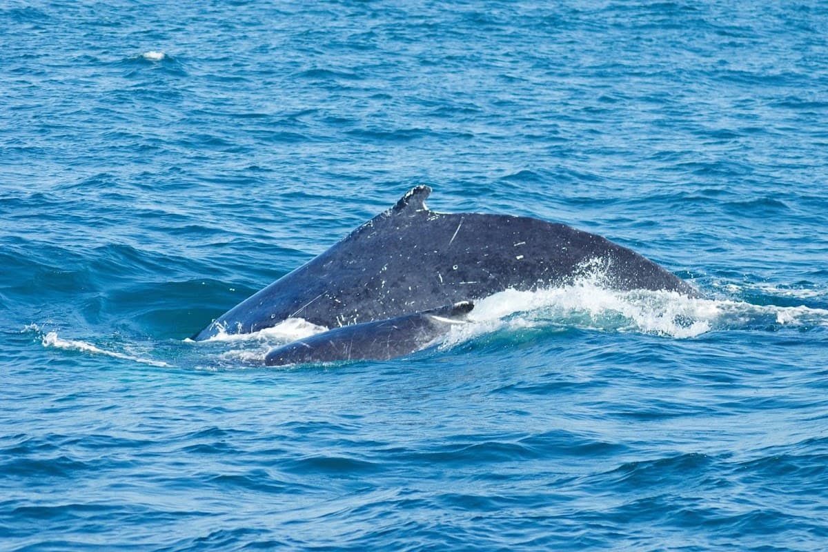 Oceanica Expeditions Peru — foto