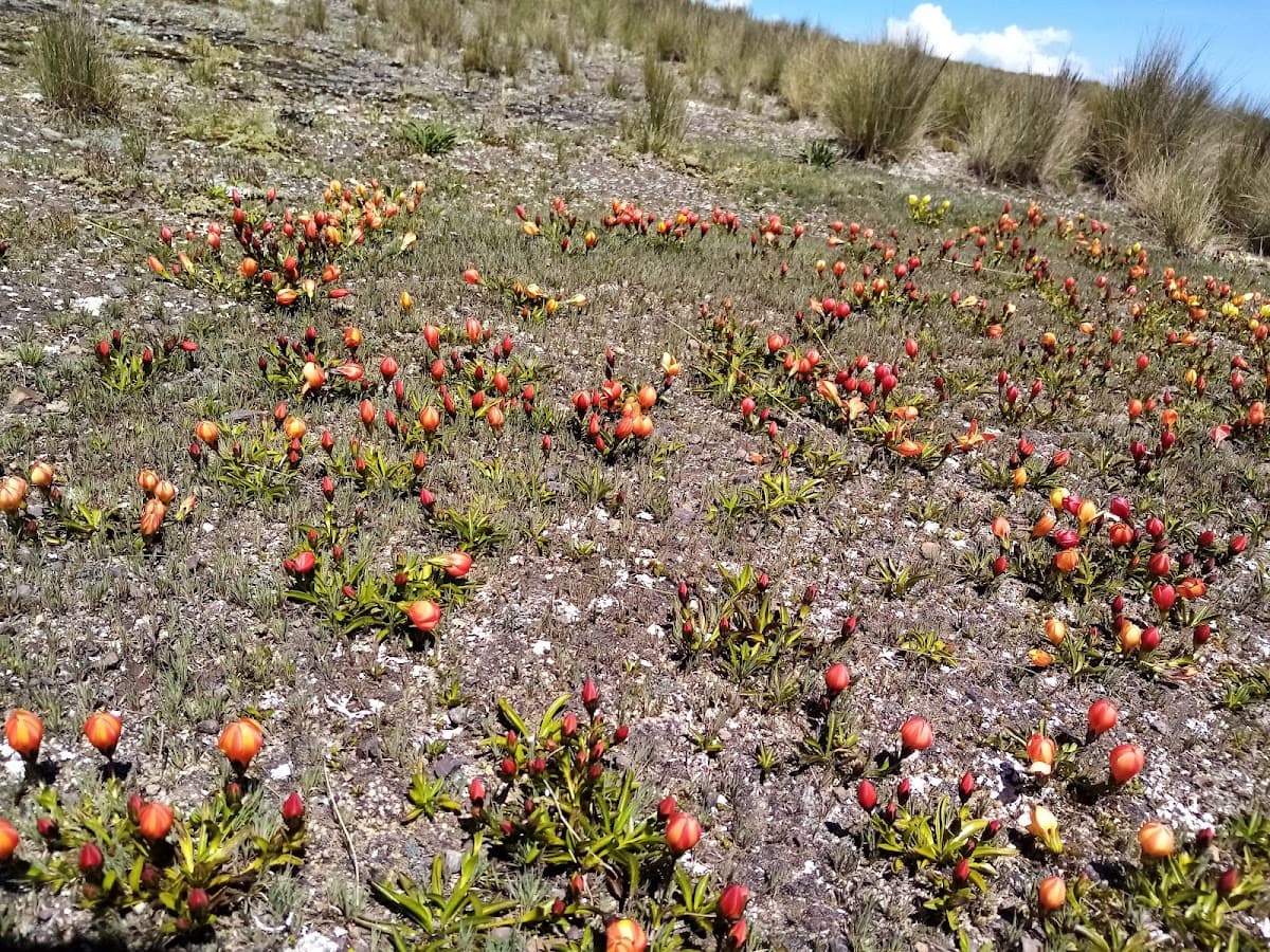 Cresta del gallo — foto