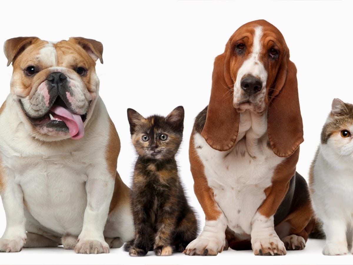 CLÍNICA VETERINARA COMCENTER "JUAREZ" — foto