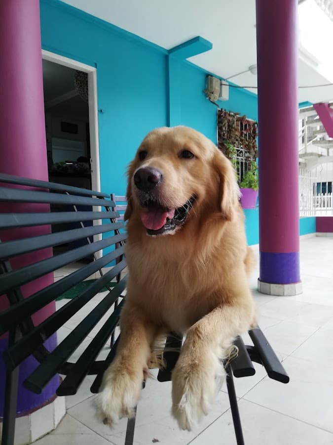 Animal House Vet Dermatología y Spa