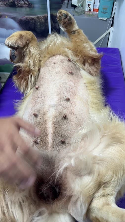 Animal House Vet Dermatología y Spa — foto