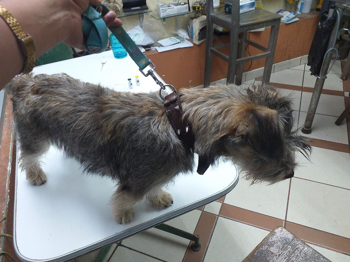 Veterinaria San Carlos — foto