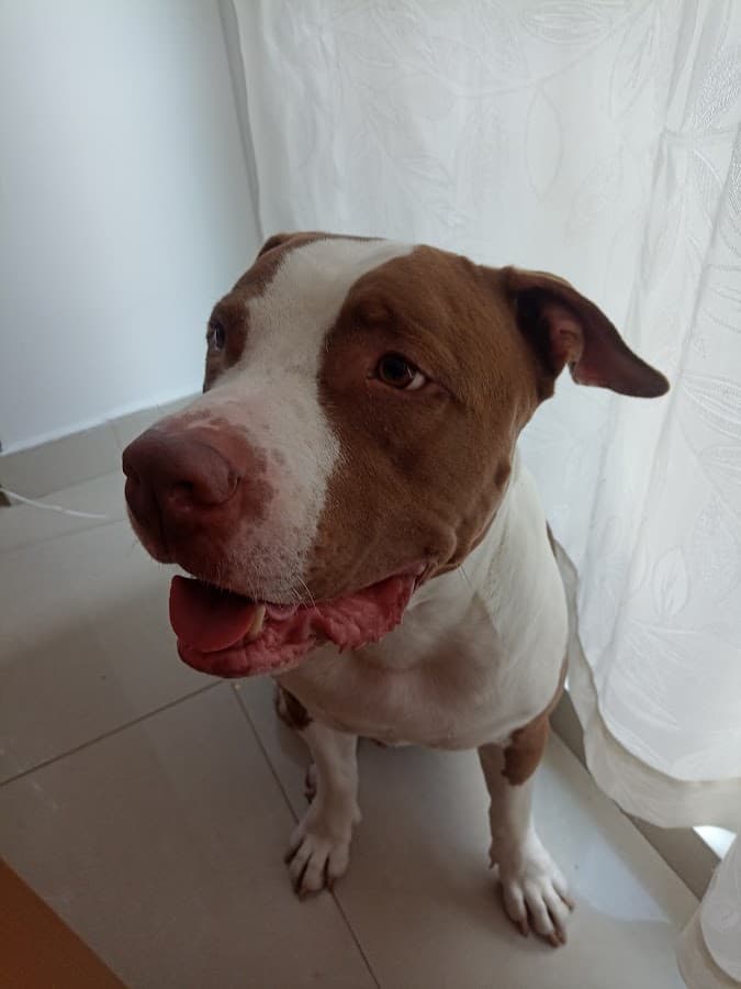 Vethome Col Ibagué a domicilio — foto