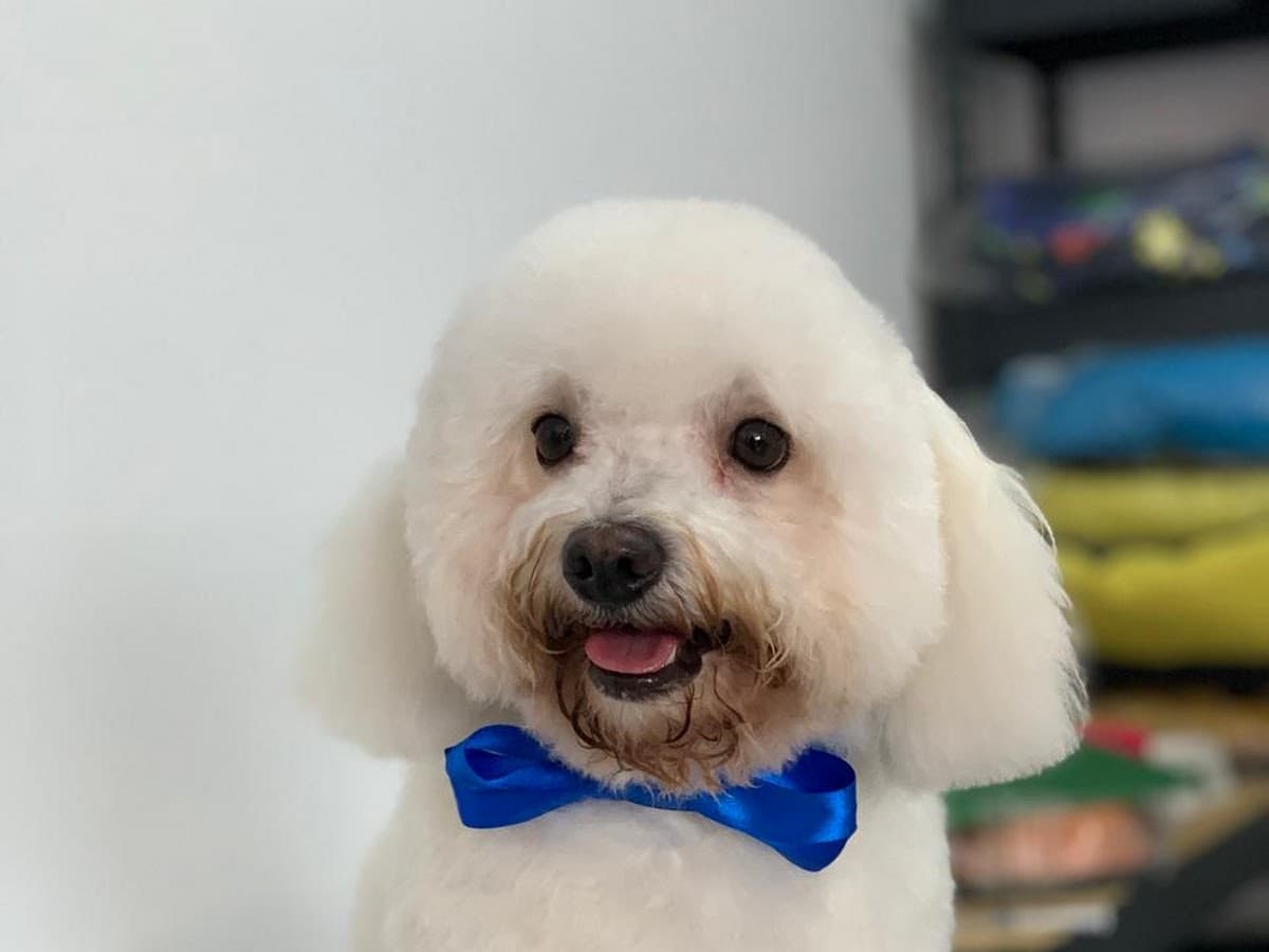 JPets ¡tu mascota nuestra mascota! — foto