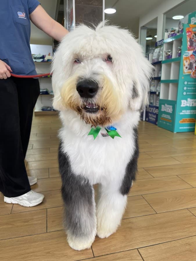 El Hurón Azul Clínica Veterinaria Colonial EMERGENCIAS 24 HORAS — foto