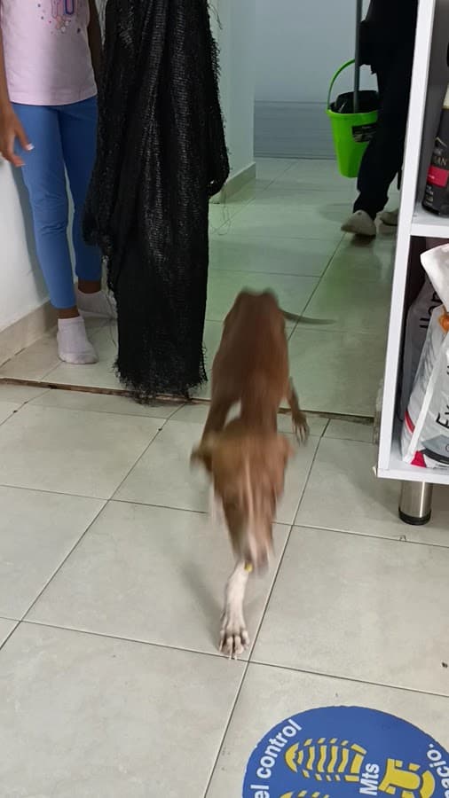 Consultorio Veterinario Huellas y Colas — foto