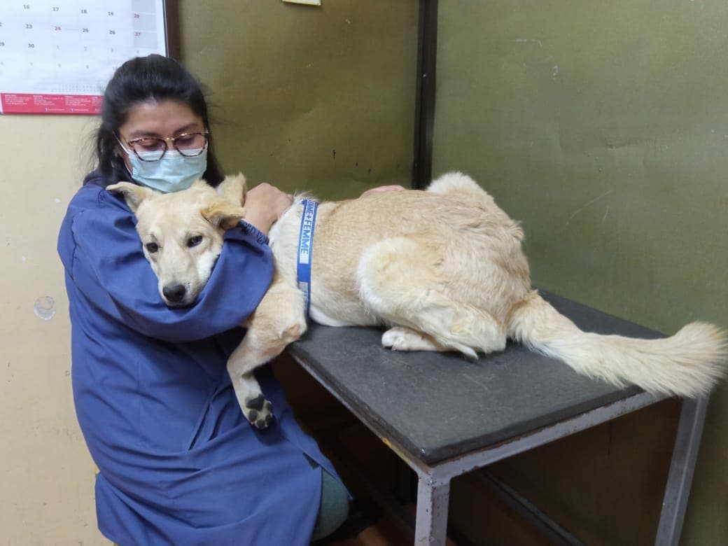 Veterinaria CANITO