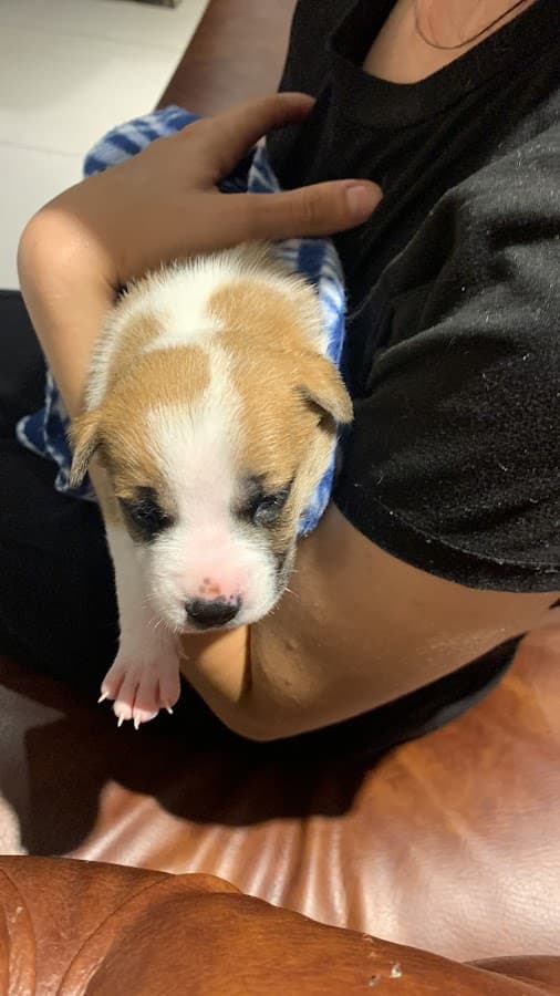 RCPet Clínica Veterinaria 24 Horas — foto