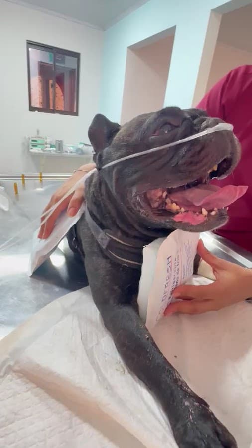 RCPet Clínica Veterinaria 24 Horas — foto