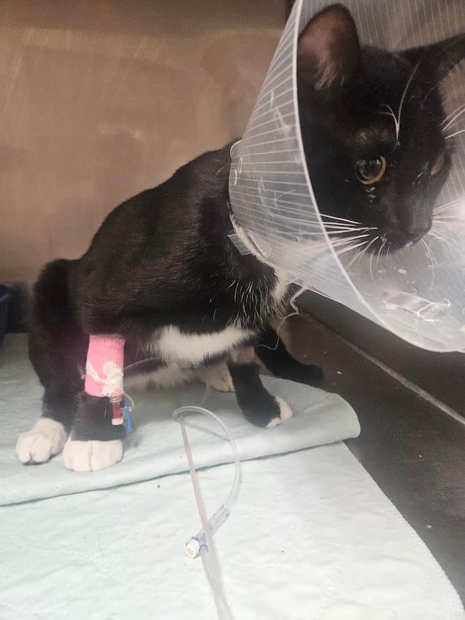 Joseph A. Strasser Regional Veterinary Hospital — foto