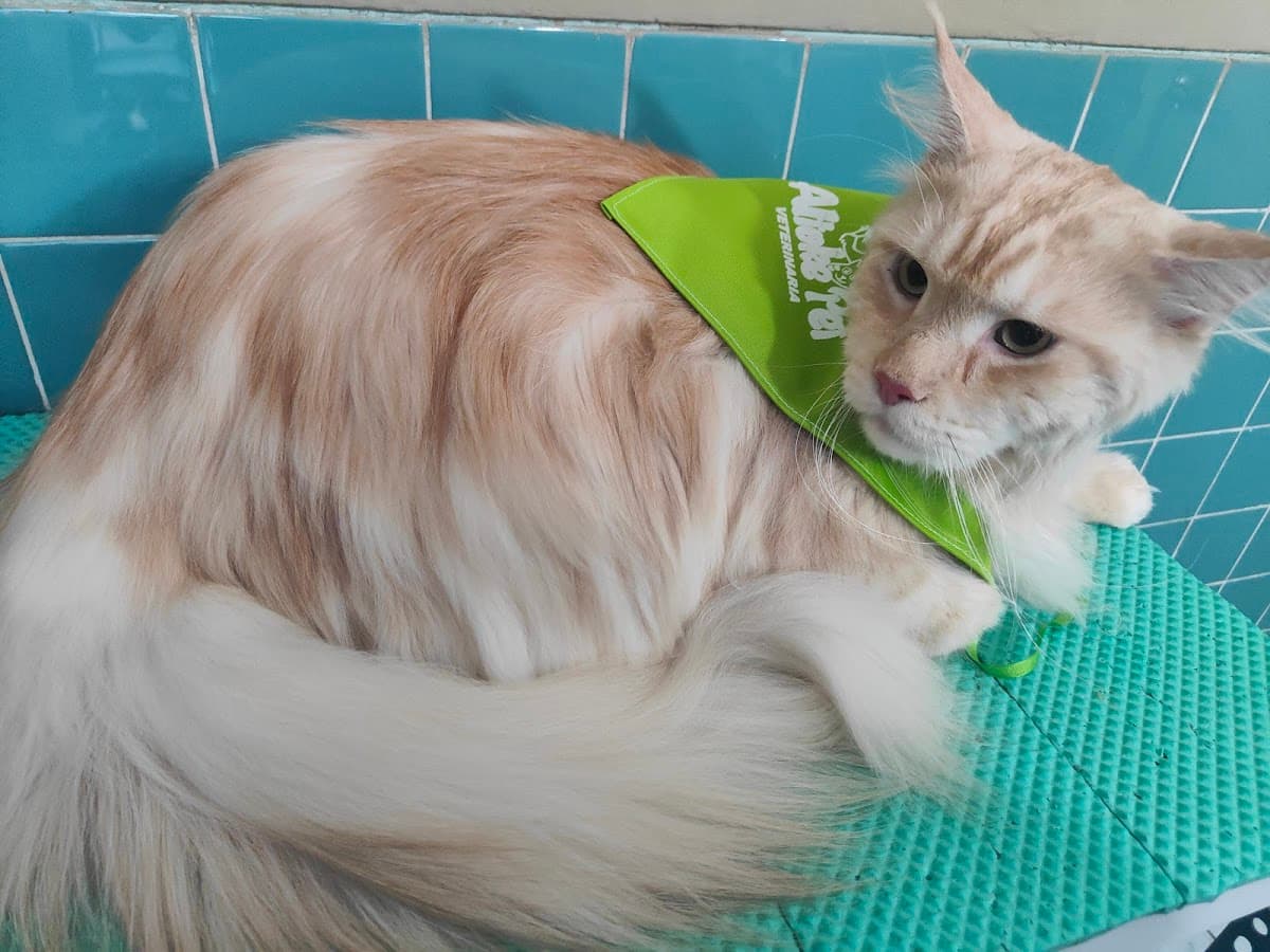 Veterinaria KenPet