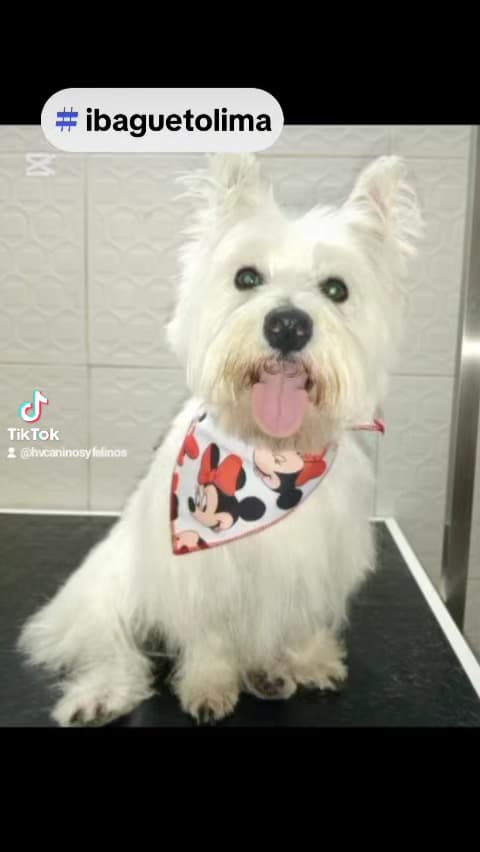Hospital Veterinario Caninos Y Felinos — foto