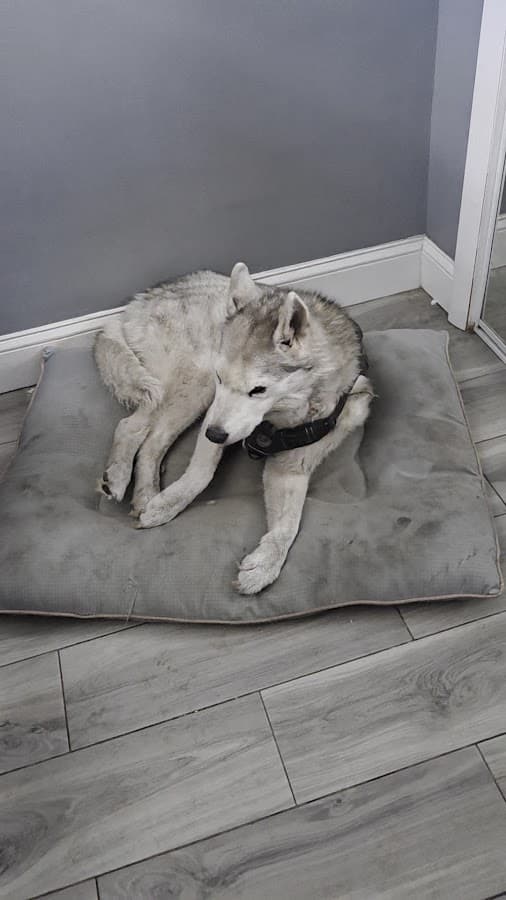 Central Broward Animal Hospital — foto