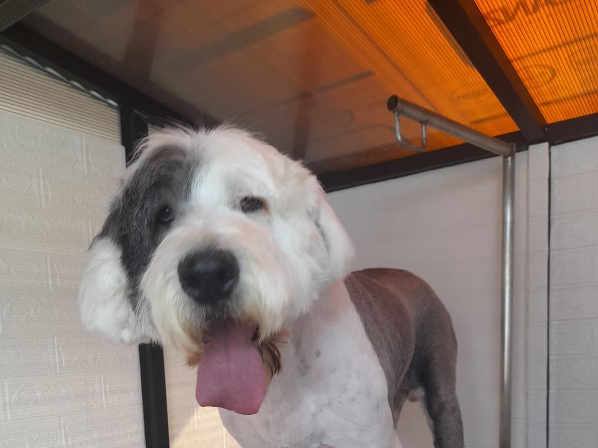 Clínica Veterinaria Pet's Salud