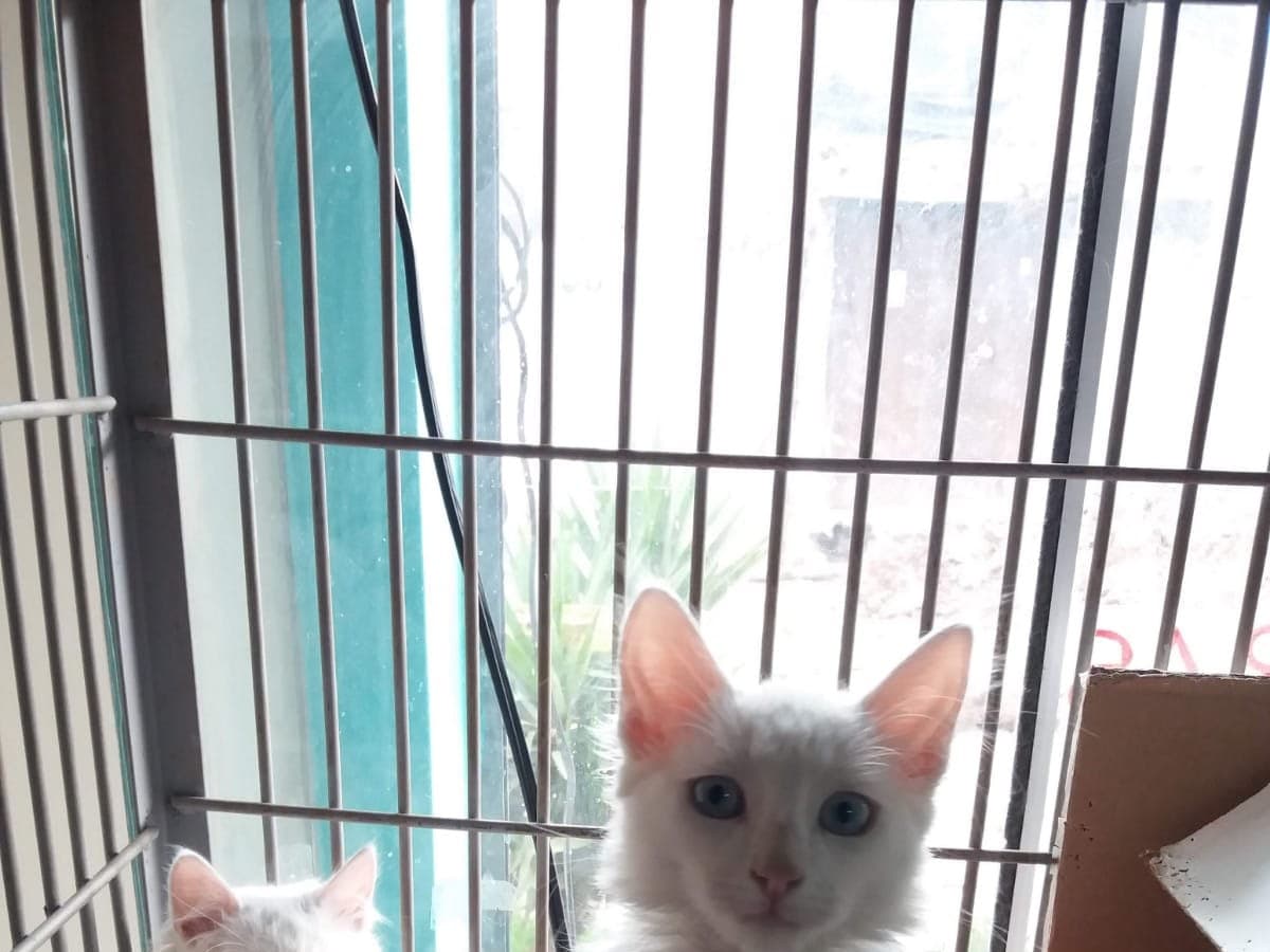 Clínica Veterinaria Pet's Salud — foto