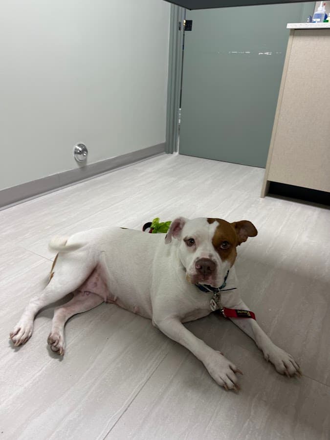 Premier Pet Care Animal Hospital — foto