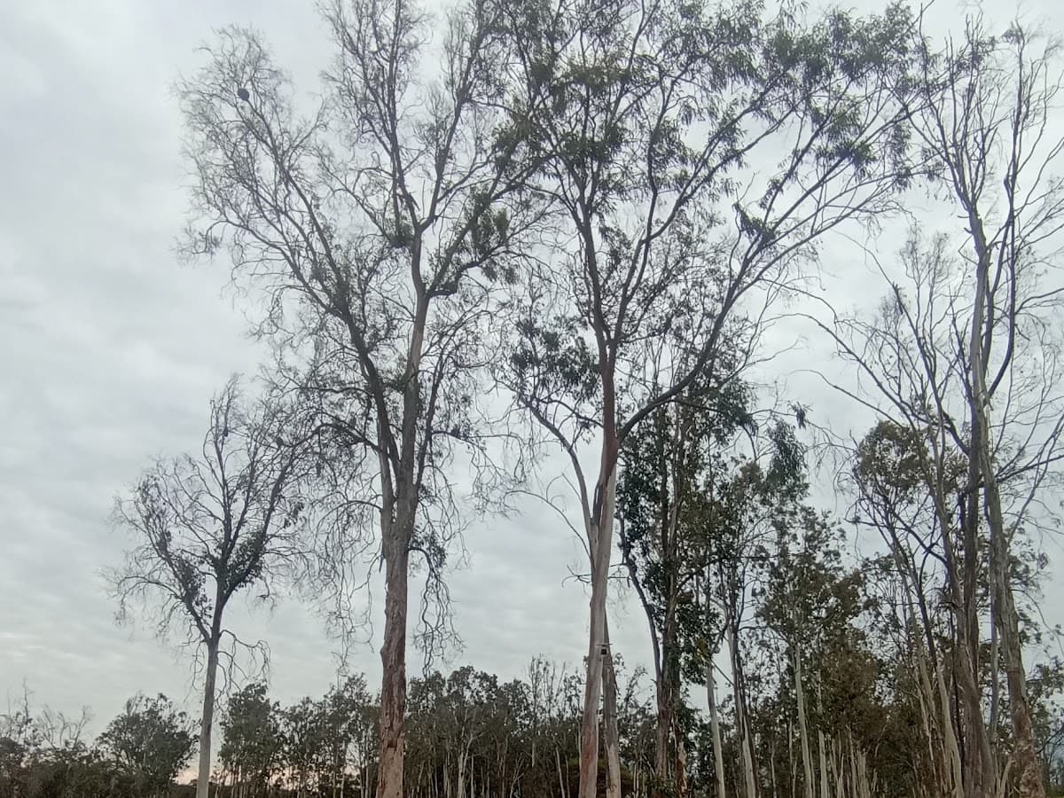 Casa Hacienda De Agrícola "Cayalti" — foto
