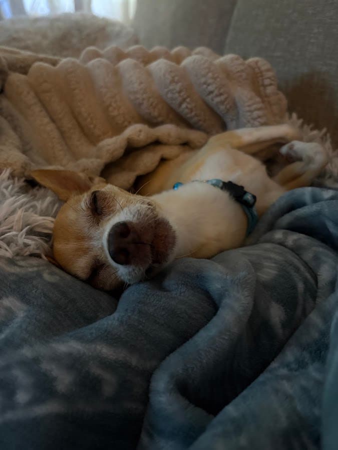 Southport Animal Hospital — foto