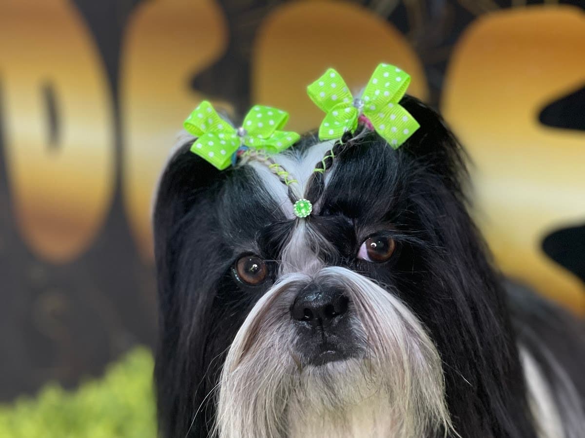 Petcenter Spa — foto