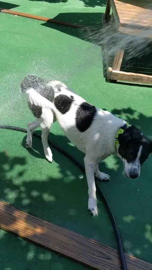 Coastal Veterinary Hospital & Pet Resort — foto