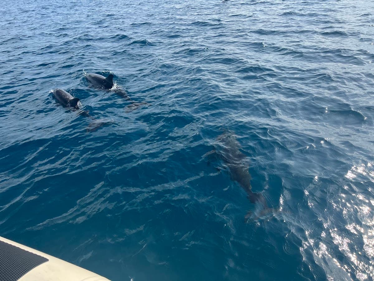 Palm Beach and Jupiter Dolphin Tours