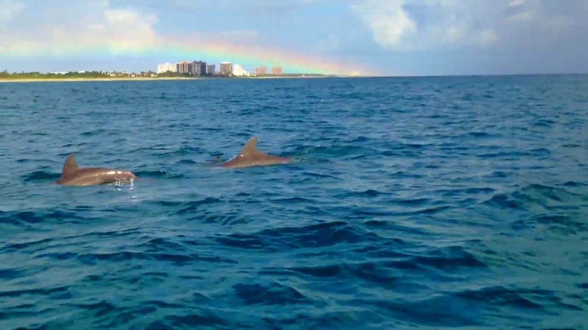 Palm Beach and Jupiter Dolphin Tours — foto