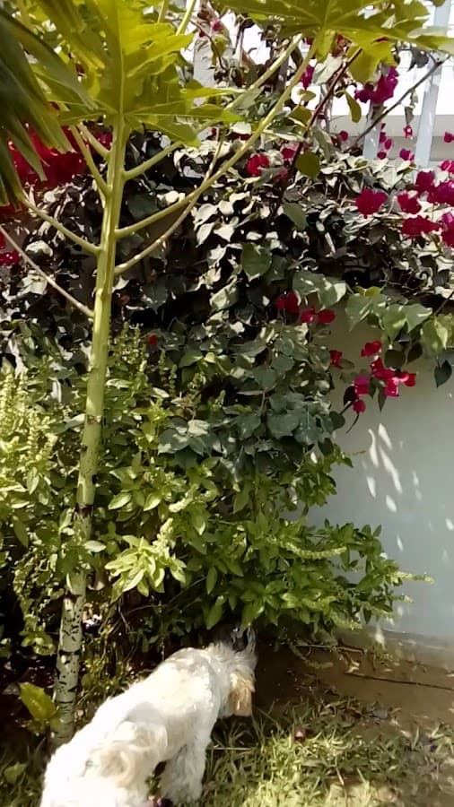 IMP Inmobiliaria — foto