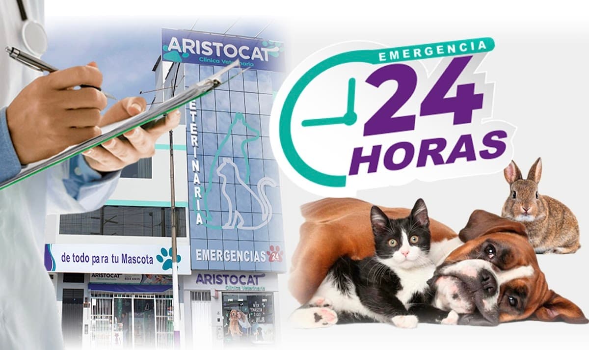 Clínica Veterinaria Aristocat Sede Los Olivos
