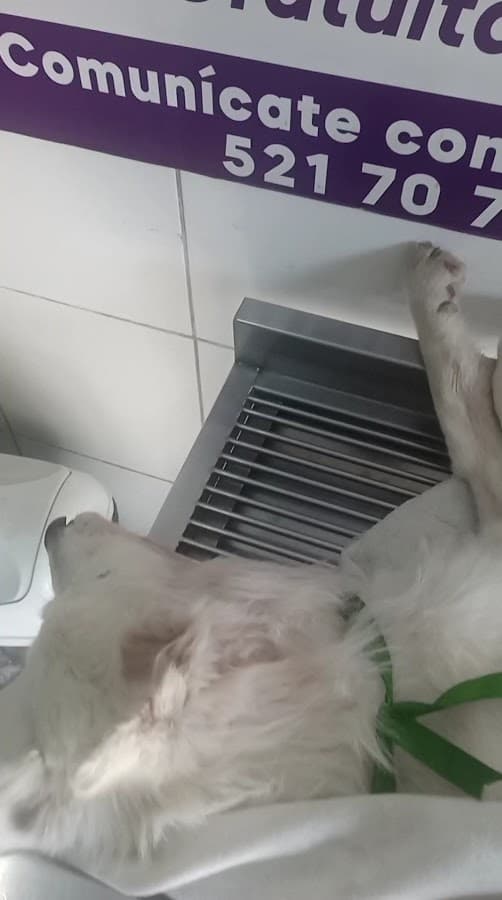 Clínica Veterinaria Aristocat Sede Los Olivos — foto