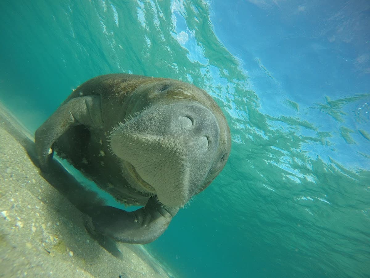 Palm Beach Snorkel Tours