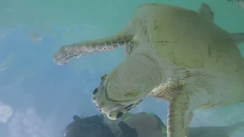 Palm Beach Snorkel Tours — foto