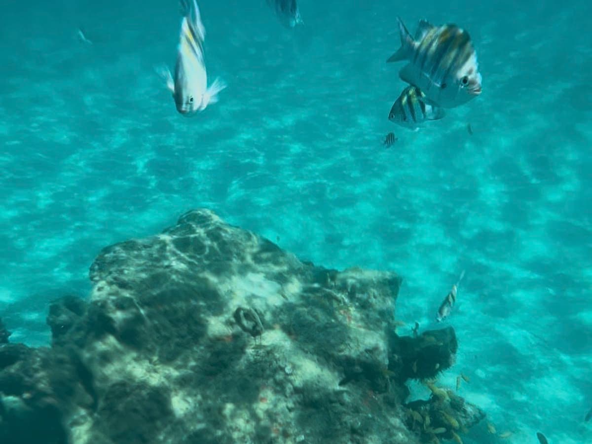 Palm Beach Snorkel Tours — foto