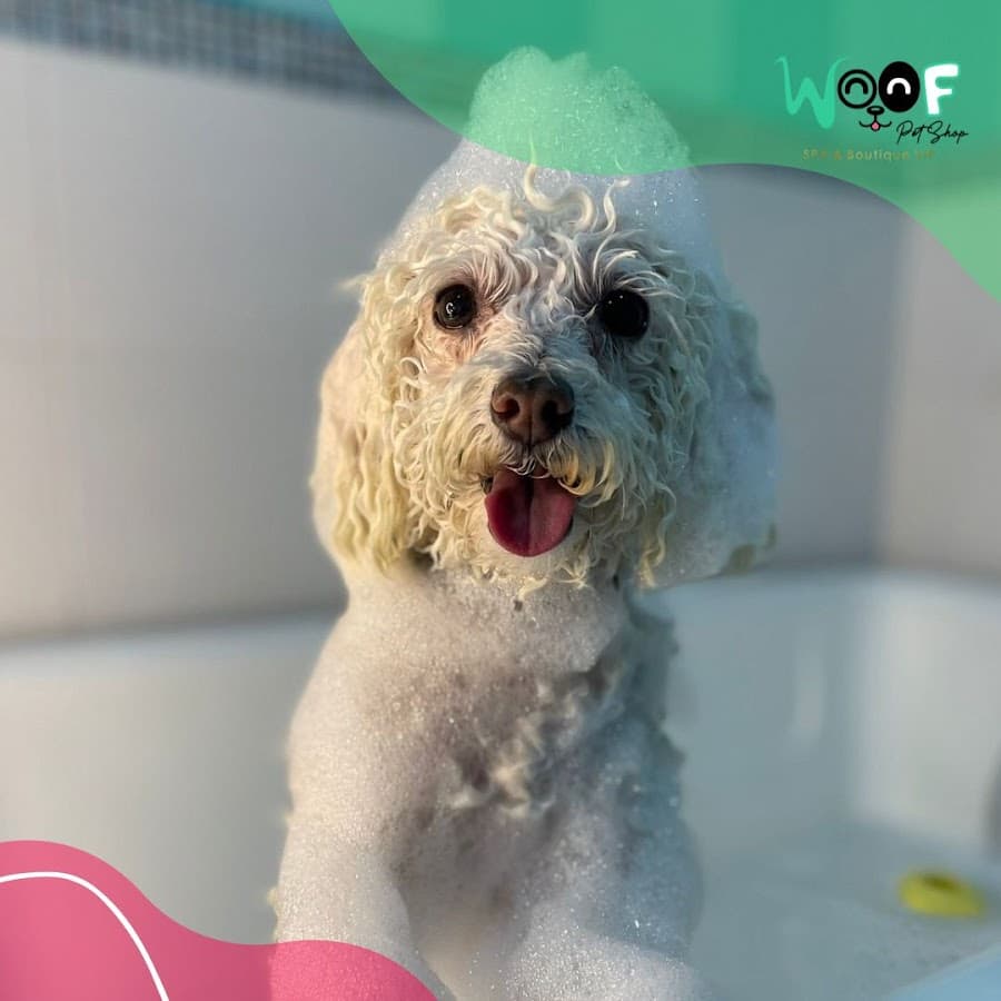 WOOF SPA & BOUTIQUE — foto