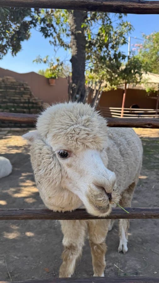 Free Walking Tour Arequipa: Colca Trekking, Ruta del Sillar — foto