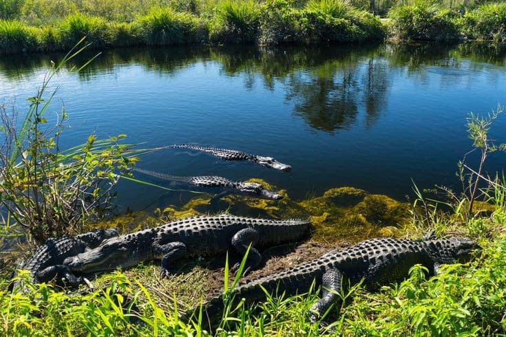 Parque Nacional de los Everglades