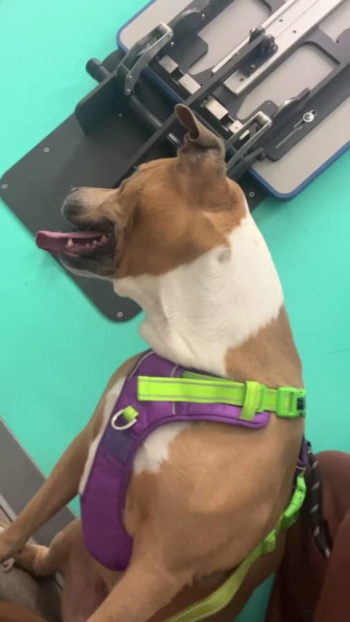 Pet Angels Animal Hospital — foto