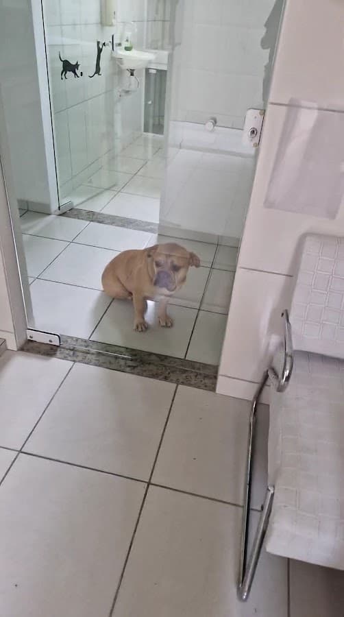 Veterinary Clinic Toy Naughty — foto