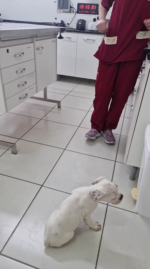 Veterinary Clinic Toy Naughty — foto