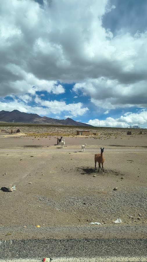 Roky Travel — foto