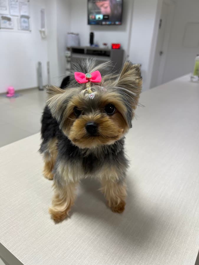 Veterinary Clinic Lovely - Dog — foto