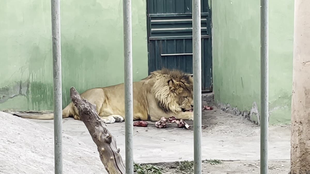 Zoo Mundo — foto