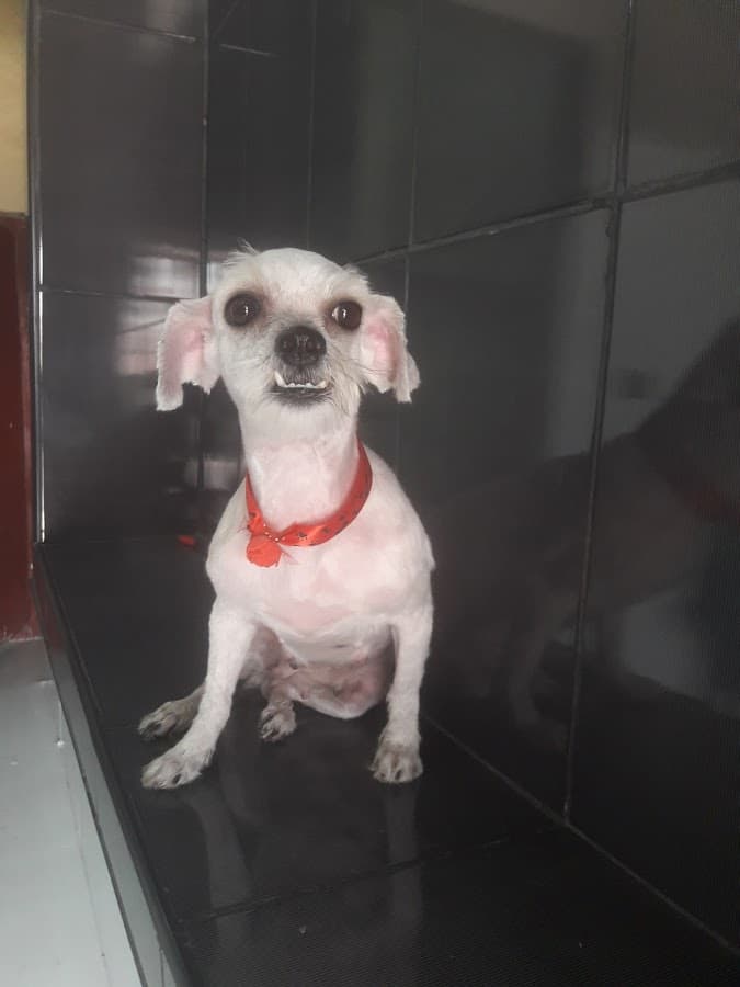 Veterinaria Punchana — foto